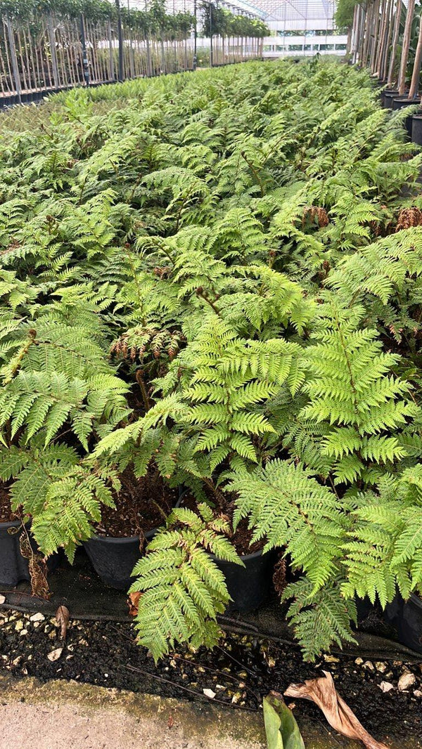 Cyathea Cooperi (Felce arborea) — vaso 9 litri