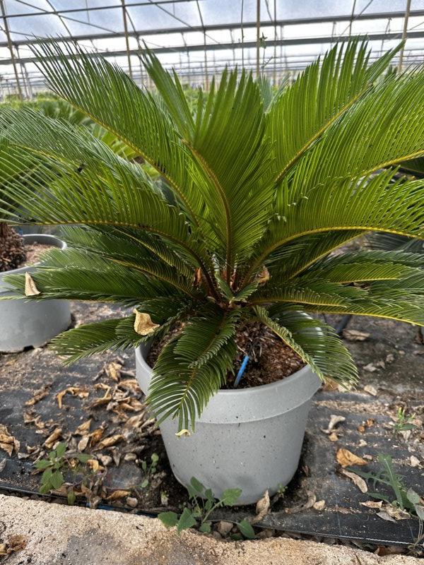 Cycas Revoluta (Cicas) — New Life 26