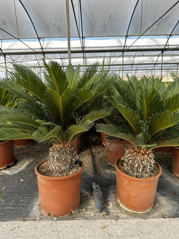 Cycas Revoluta (Cicas) — vaso 15 litri