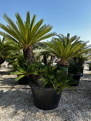 Cycas Revoluta (Cicas) — Gruppo, tronco altezza 100 cm, vaso 500 litri