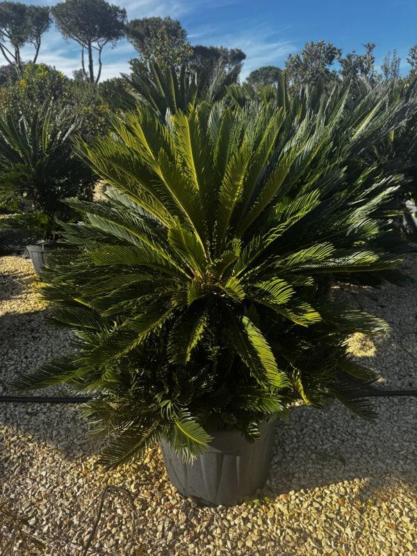 Cycas Revoluta (Cicas) — tronco altezza 40 cm, vaso 130 litri