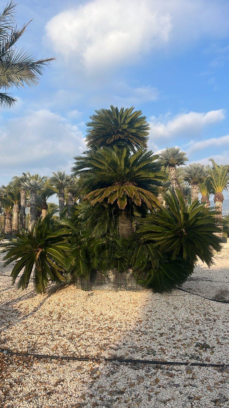 Cycas Revoluta (Cicas) — Esemplare, tronco altezza 300/350 cm, in rete