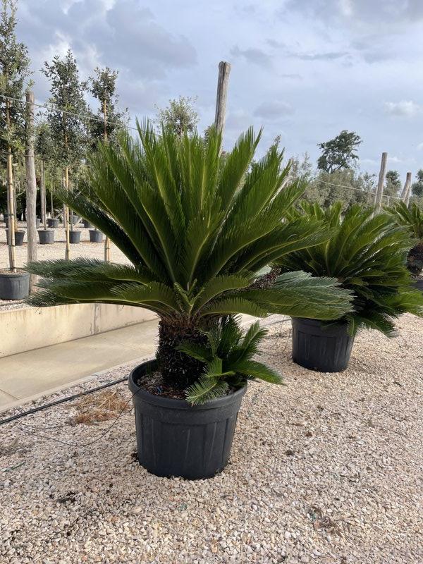 Cycas Revoluta (Cicas) — tronco altezza 50 cm, vaso 130 litri