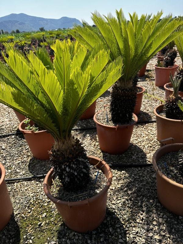 Cycas Revoluta (Cicas) — tronco altezza 30 cm, vaso 30 litri