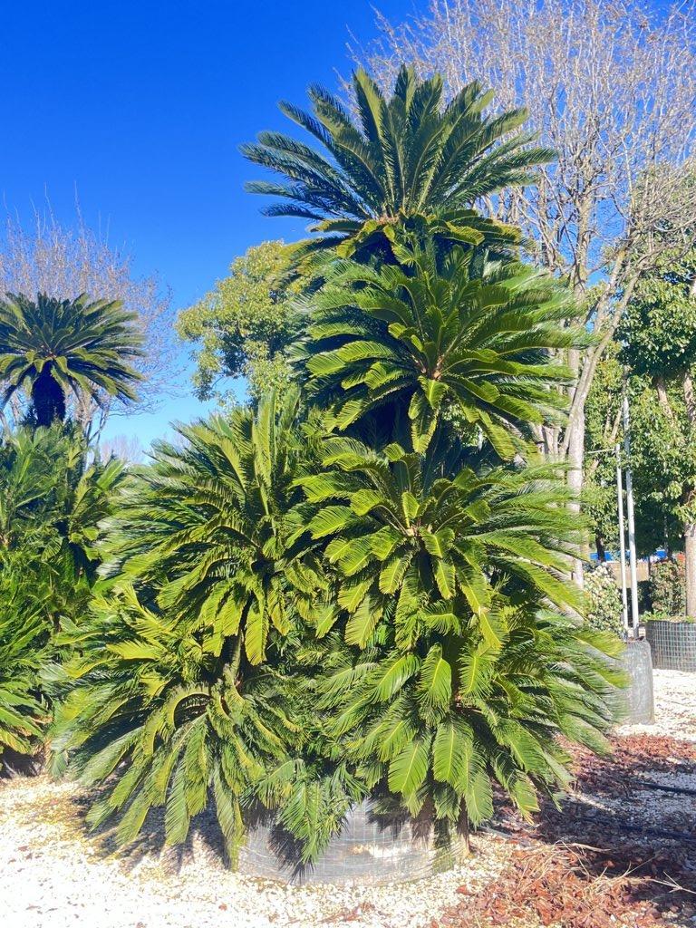 Cycas Revoluta (Cicas) — Esemplare, tronco altezza 250/300 cm, in rete