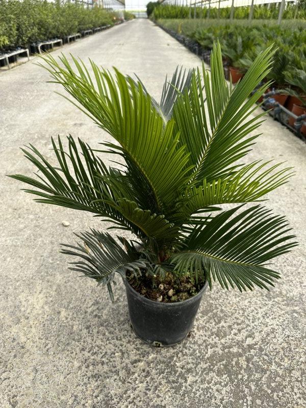 Cycas Revoluta (Cicas) — vaso 3 litri