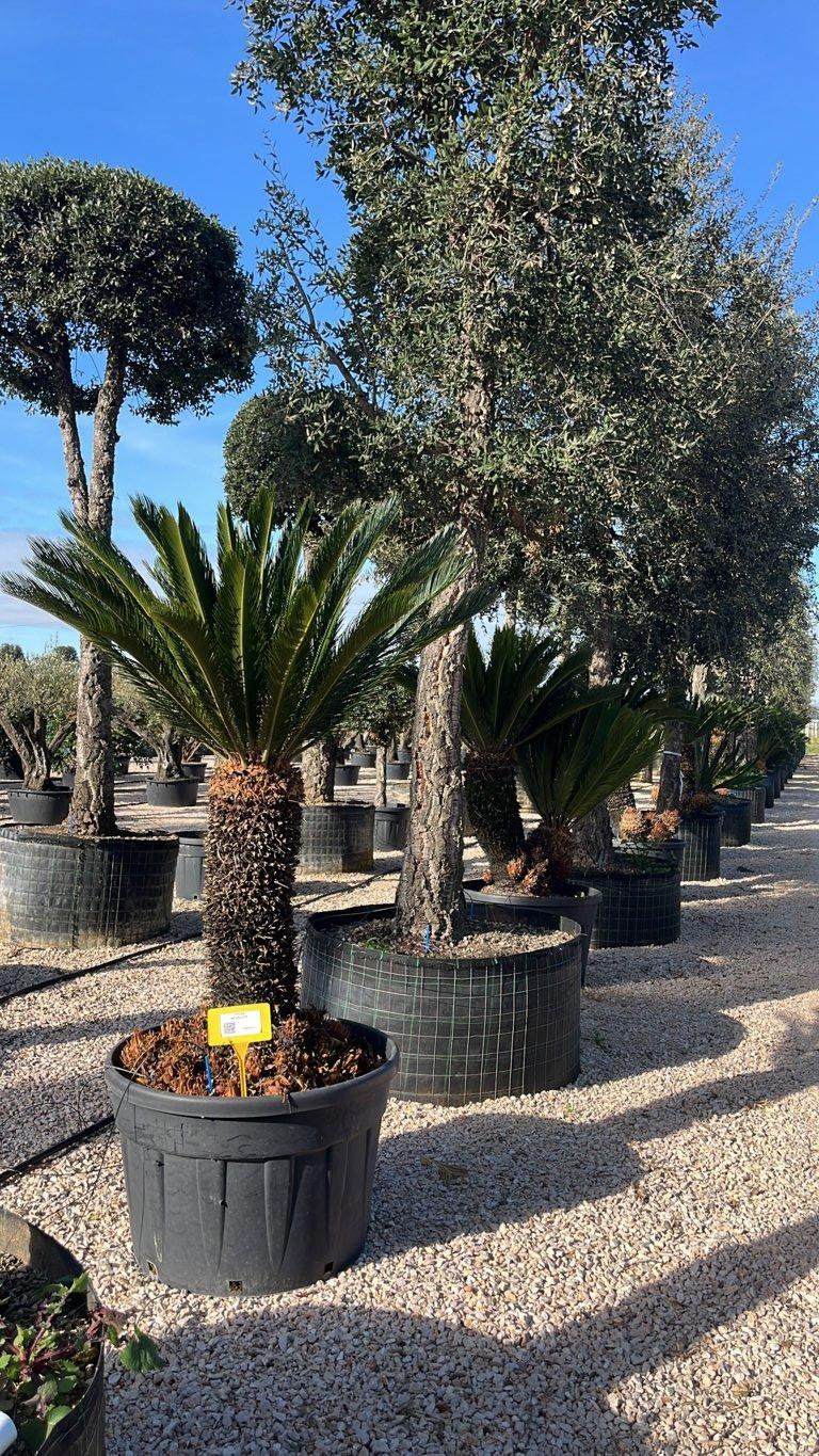 Cycas Revoluta (Cicas) — tronco altezza 70 cm, vaso 230 litri
