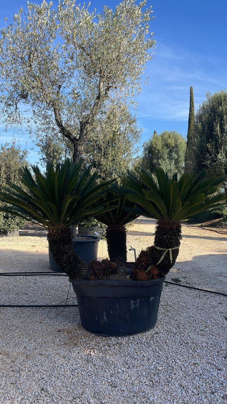 Cycas Revoluta (Cicas) — Gruppo, vaso 500 litri