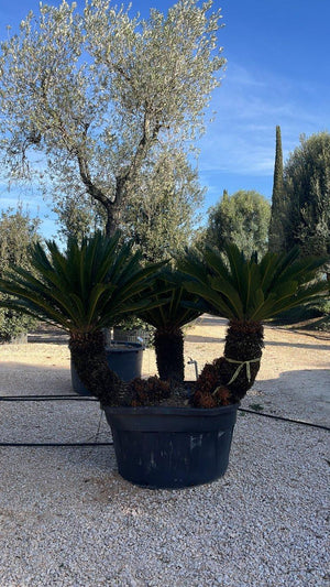Cycas Revoluta (Cicas) — Gruppo, vaso 500 litri