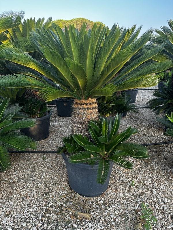 Cycas Revoluta (Cicas) — tronco altezza 60 cm, vaso 90 litri
