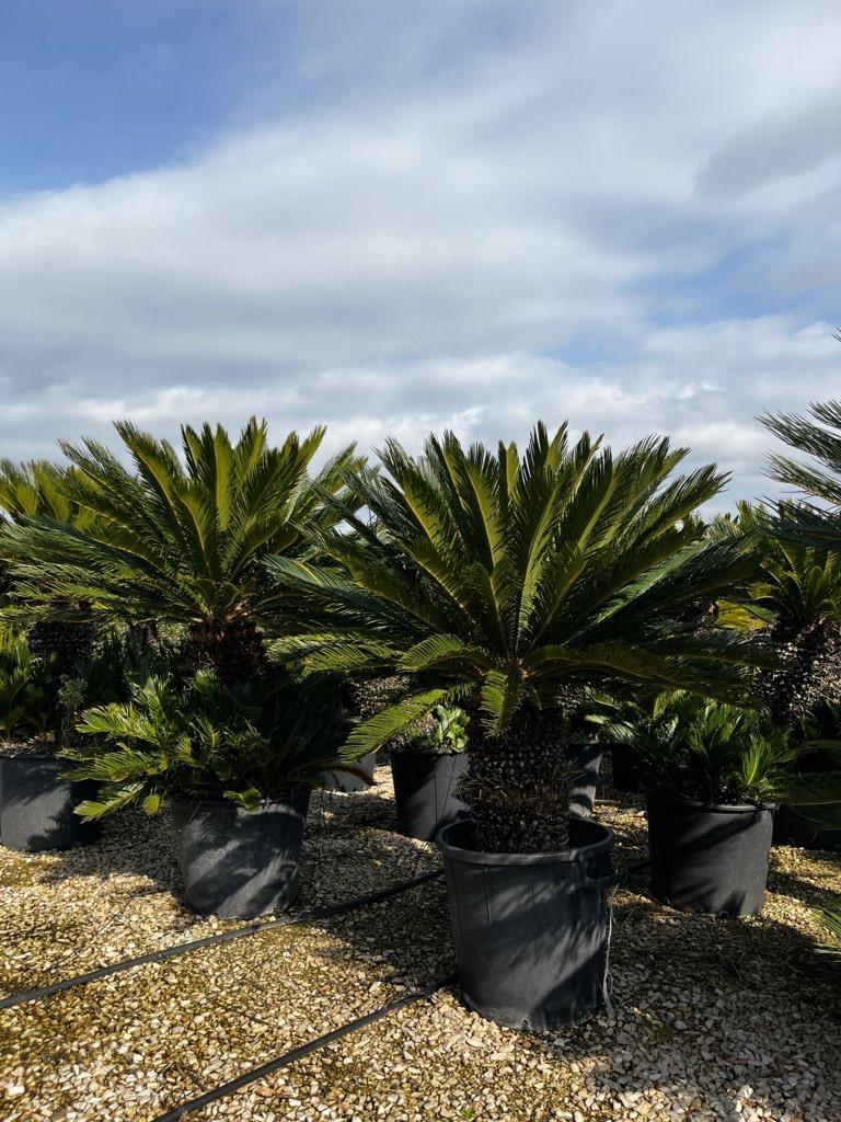 Cycas Revoluta (Cicas) — tronco altezza 60 cm, vaso 70 litri