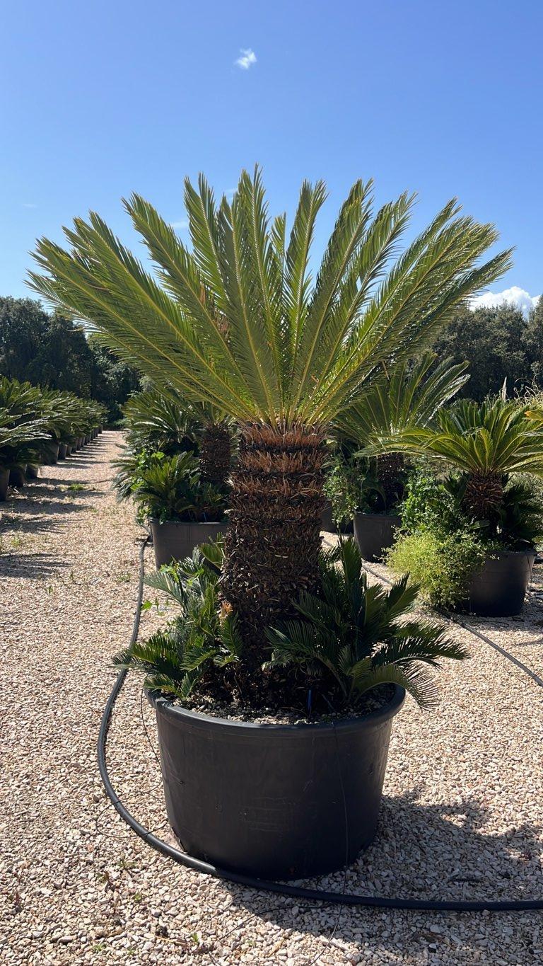 Cycas Revoluta (Cicas) — tronco altezza 100 cm, vaso 285 litri