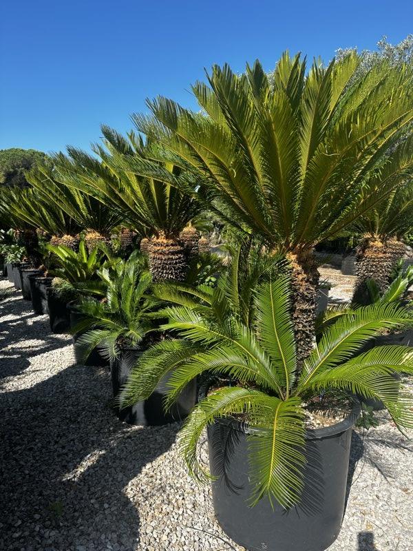 Cycas Revoluta (Cicas) — tronco altezza 80 cm, vaso 240 litri