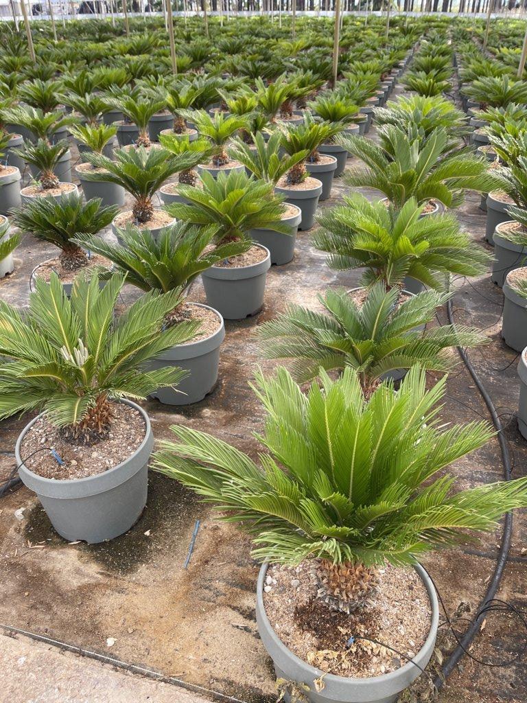 Cycas Revoluta (Cicas) — New Life 20