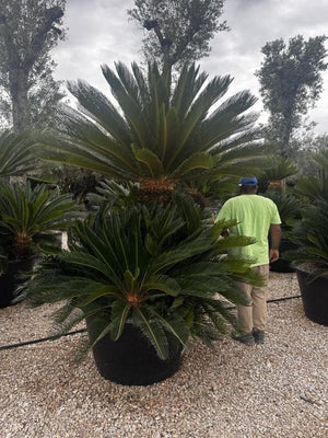 Cycas Revoluta (Cicas) — Gruppo, tronco altezza 80 cm, vaso 500 litri