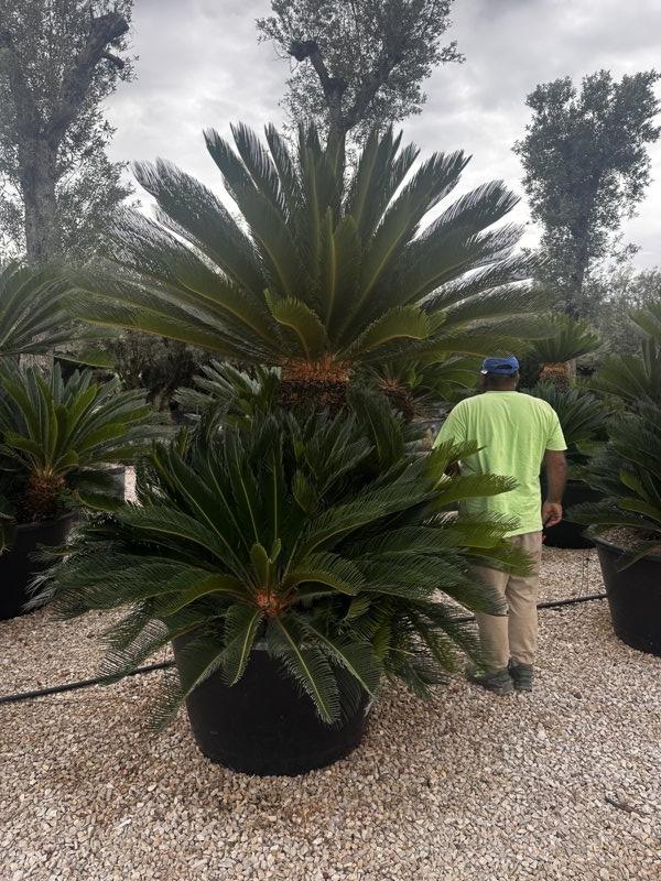 Cycas Revoluta (Cicas) — Gruppo, tronco altezza 80 cm, vaso 500 litri