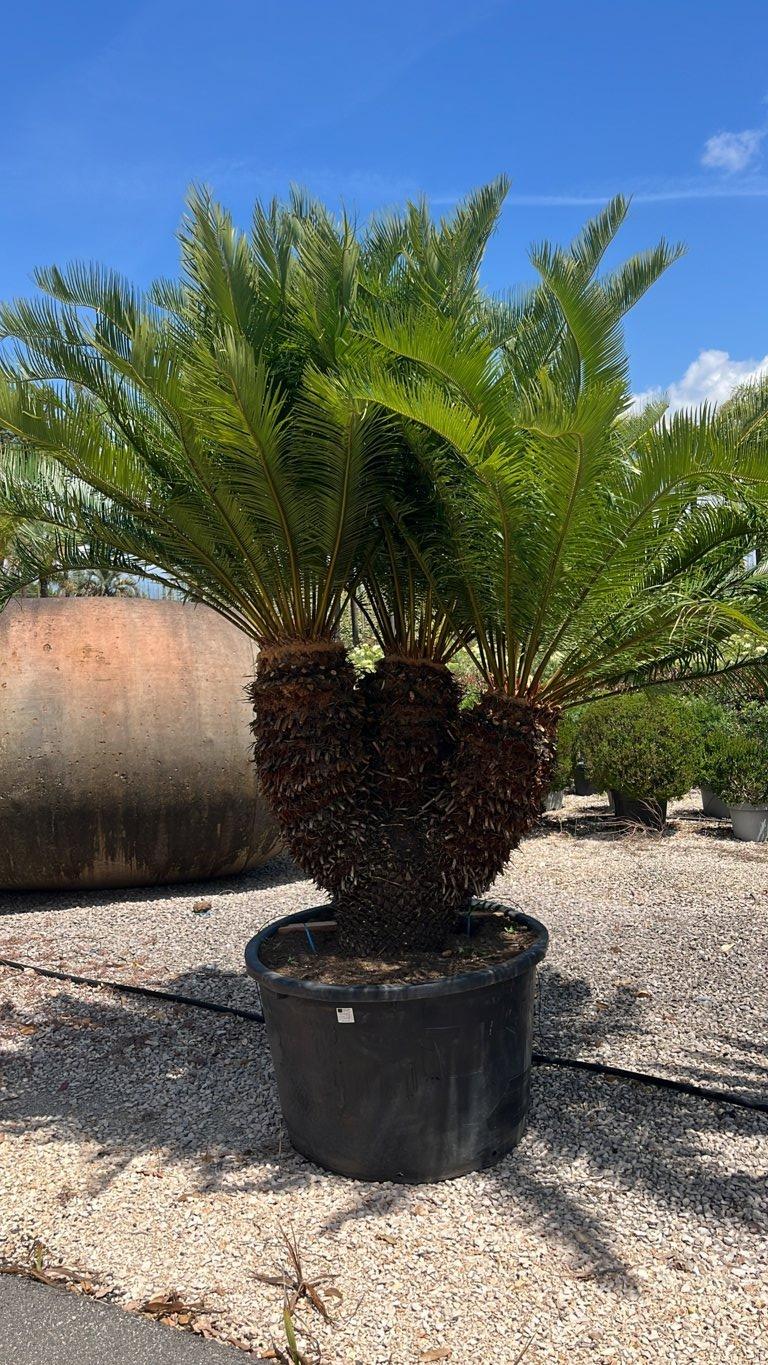 Cycas Taitungensis (Cicas gigante) — tronco altezza 100/125 cm, vaso 375 litri