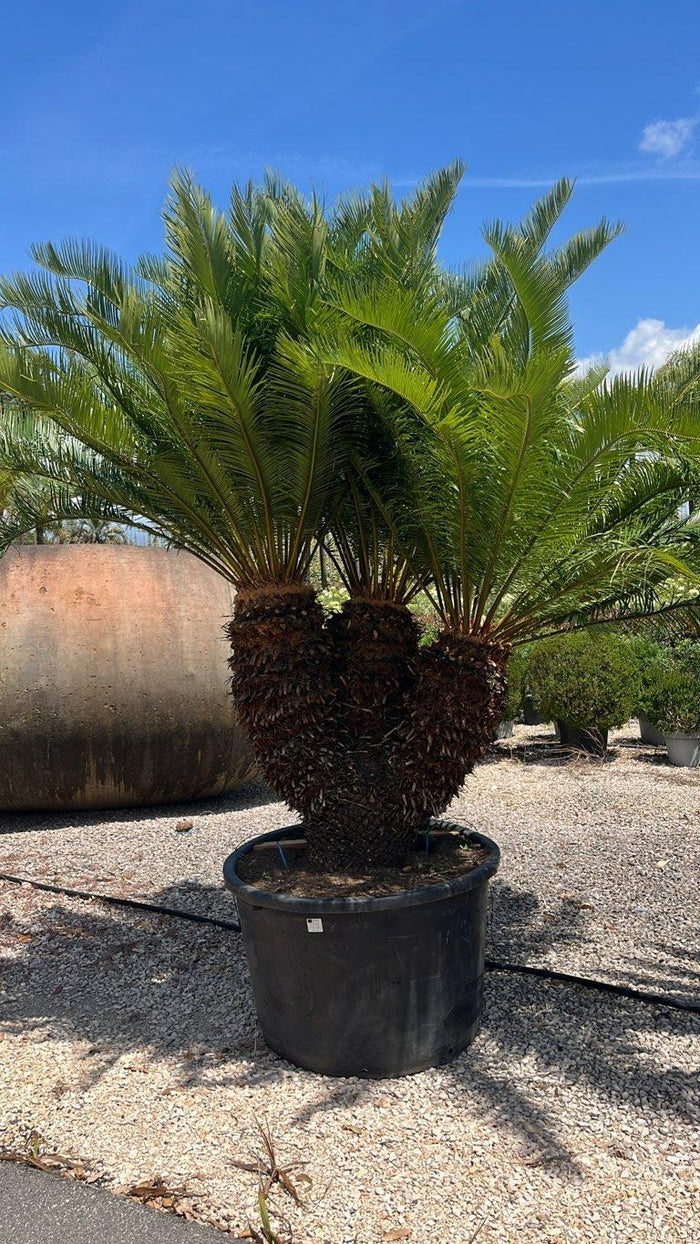 Cycas Taitungensis (Cicas gigante) — tronco altezza 100/125 cm, vaso 375 litri