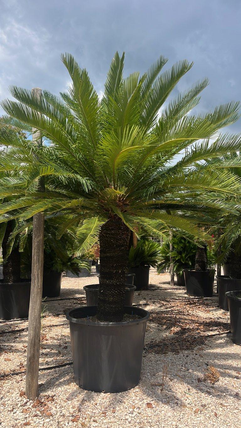 Cycas Taiwaniana (Cicas) — tronco altezza 140 cm, vaso 350 litri