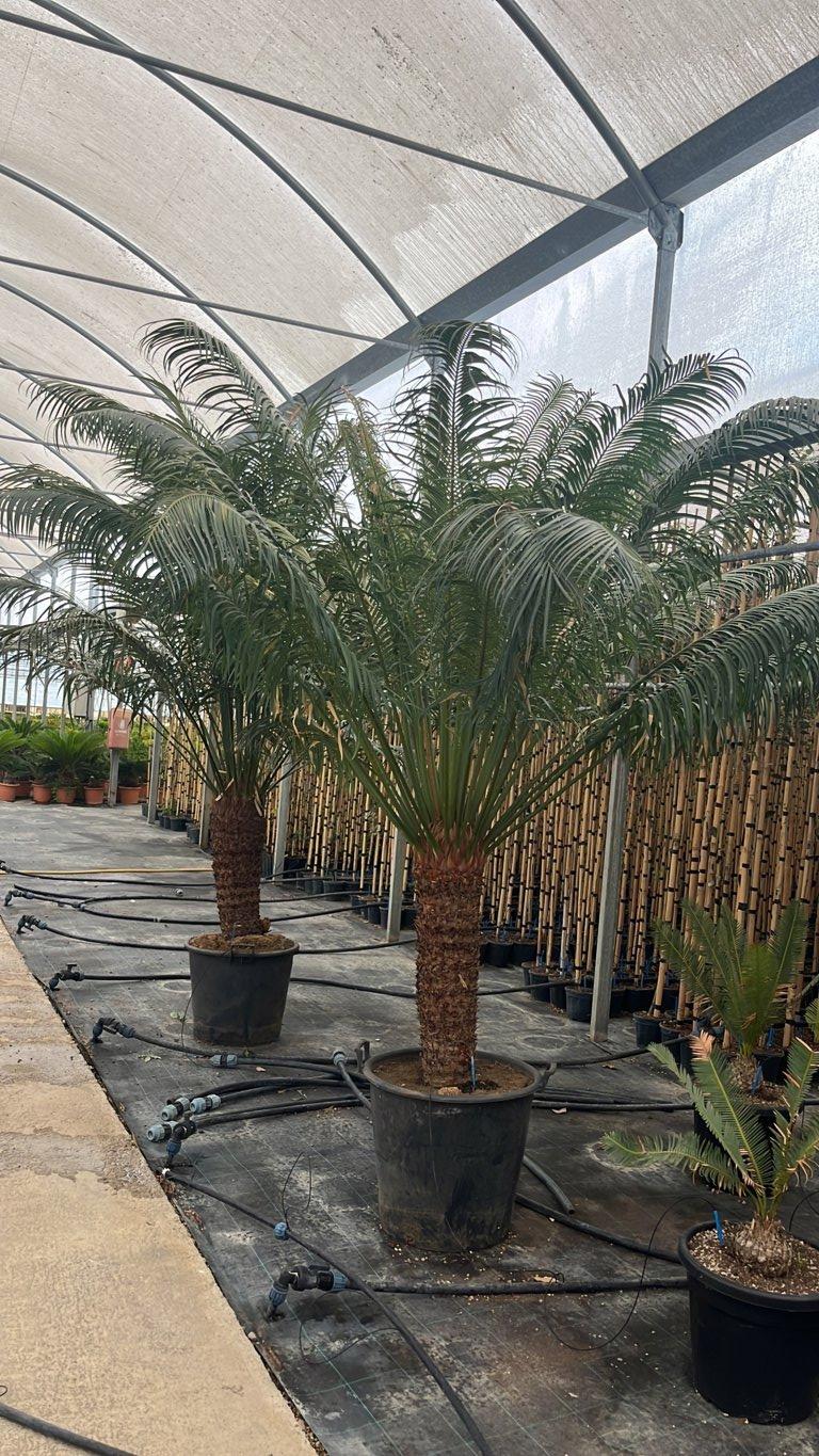 Cycas Thouarsii — tronco altezza 70 cm, vaso 70 litri