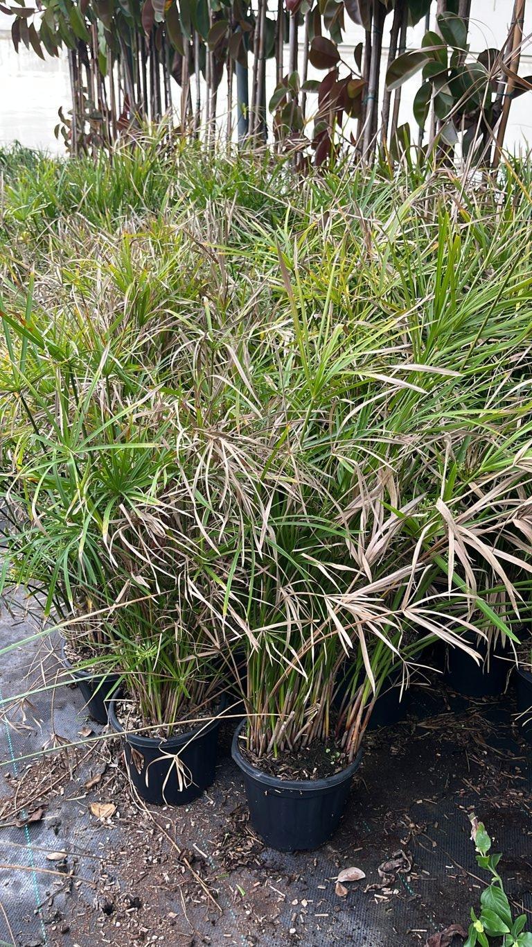 Cyperus Alternifolius (Papiro) — Cespuglio, vaso 3 litri