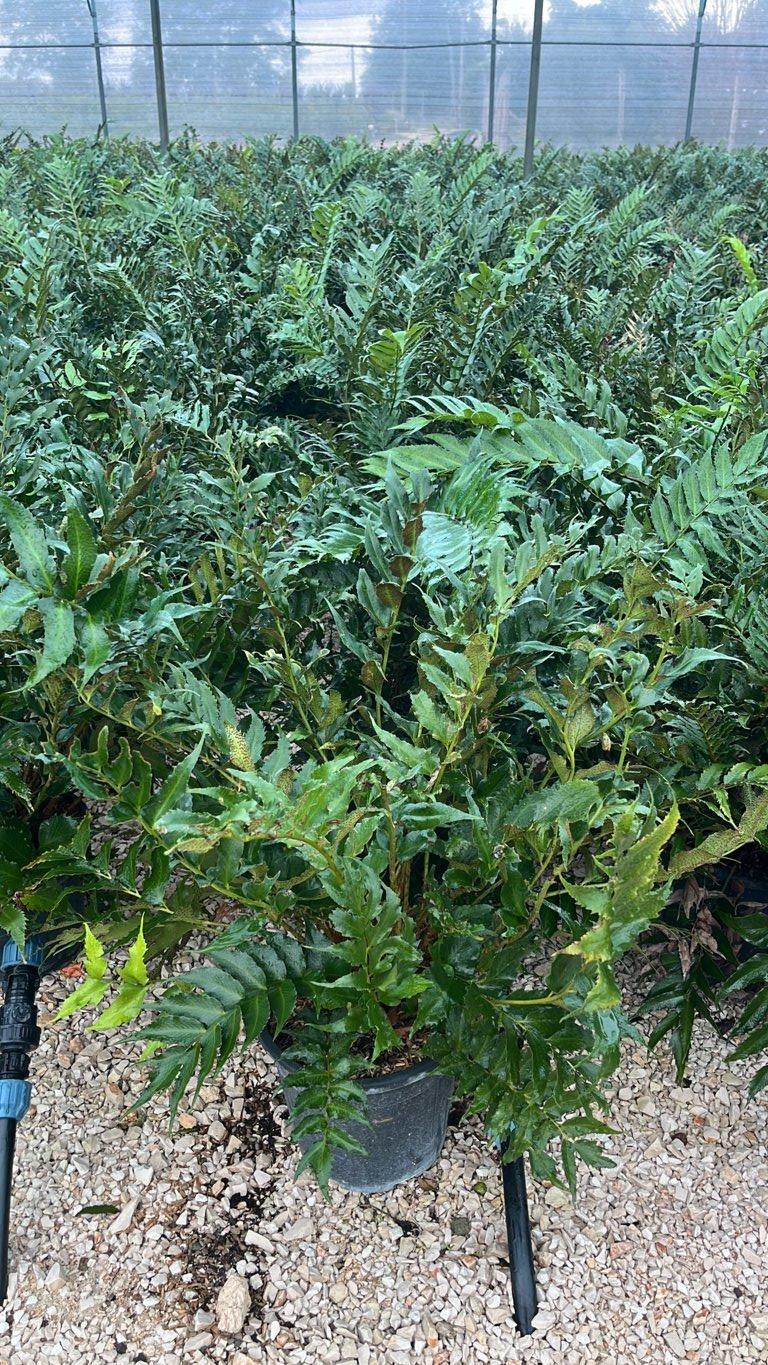 Cyrtomium Falcatum (Felce) — vaso 9 litri