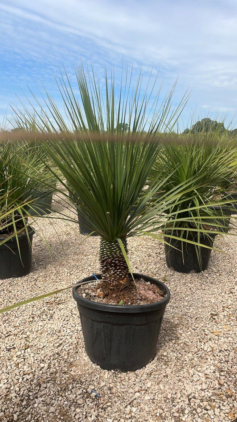 Dasylirion Longifolium — vaso 70 litri