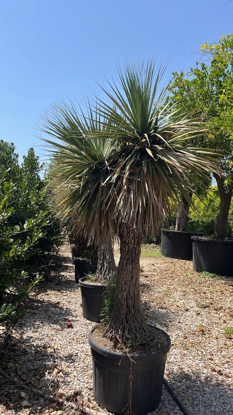 Dasylirion Longifolium — vaso 130 litri