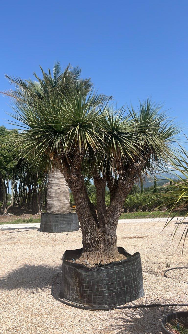 Dasylirion Longifolium — altezza 250/300 cm, in rete
