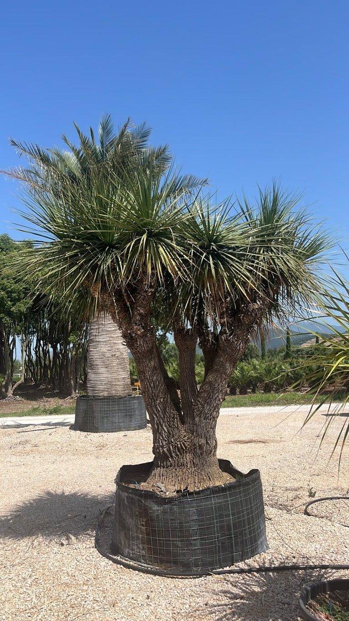 Dasylirion Longifolium — altezza 250/300 cm, in rete