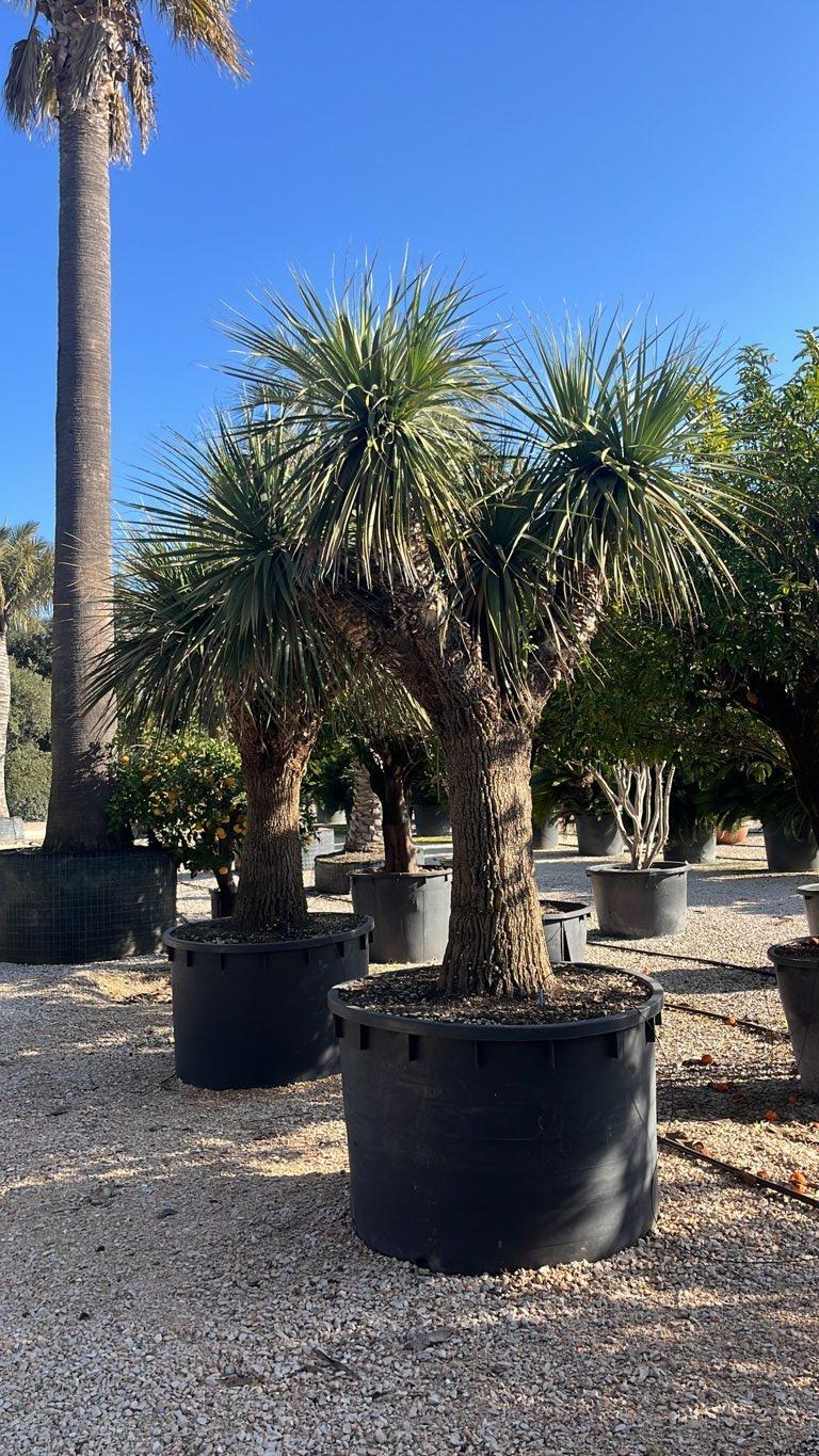 Dasylirion Longifolium — altezza 250/300 cm, vaso 750 litri
