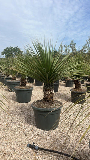 DASYLIRION LONGIFOLIUM Dasylirion