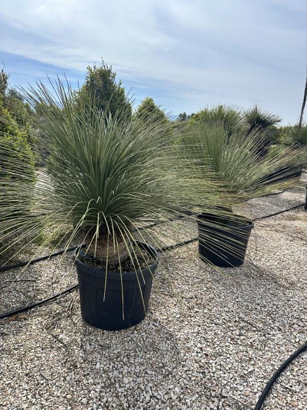 Dasylirion Longissimum — vaso 150 litri