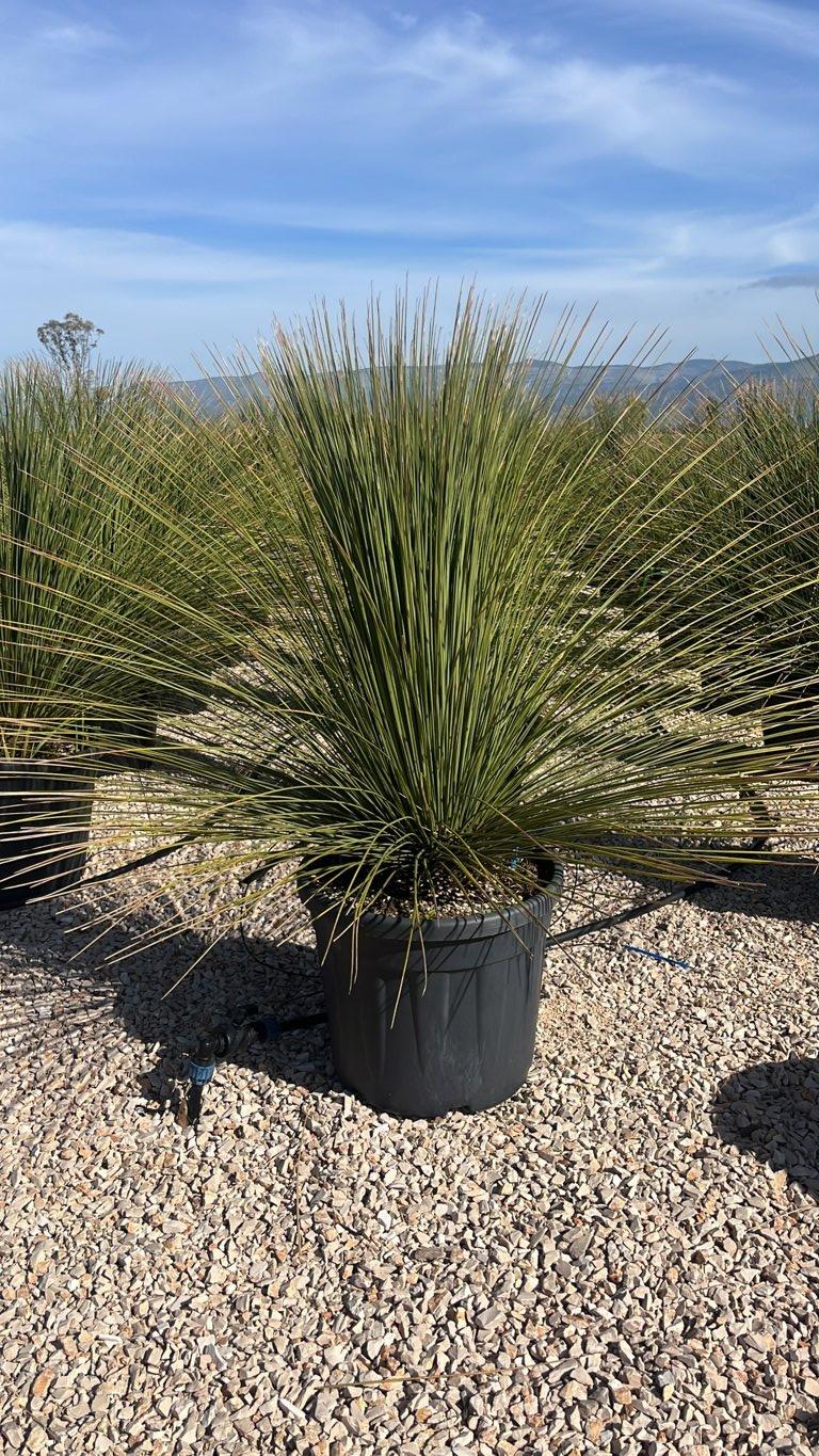 Dasylirion Longissimum — vaso 55 litri