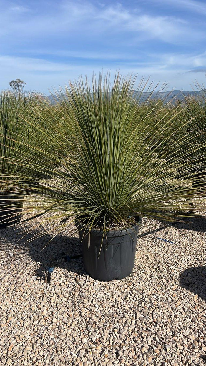 Dasylirion Longissimum — vaso 55 litri