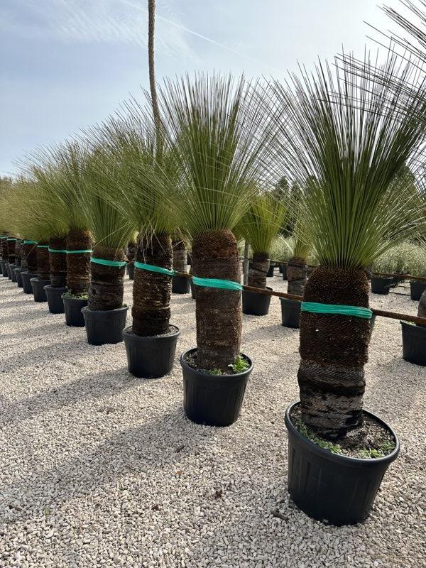 Dasylirion Longissimum — tronco altezza 75/100 cm, vaso 90 litri