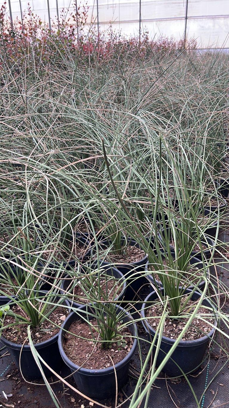 Dasylirion Longissimum — vaso 3 litri