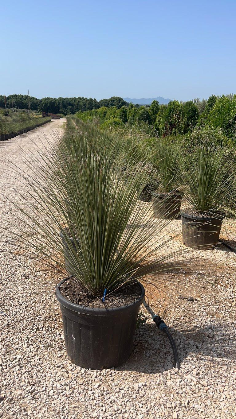 Dasylirion Longissimum — vaso 70 litri