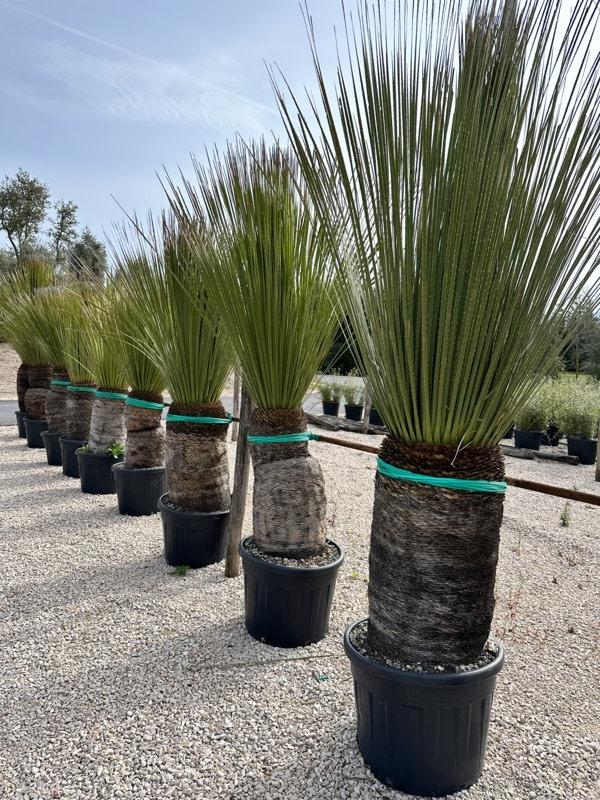 Dasylirion Miquihuanensis — tronco altezza 75/100 cm, vaso 90 litri