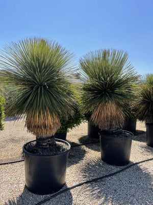 Dasylirion Serratifolium — vaso 240 litri
