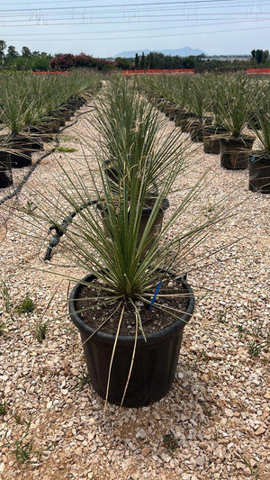 Dasylirion Serratifolium — vaso 30 litri