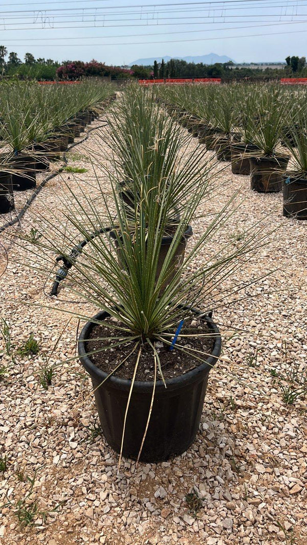 Dasylirion Serratifolium — vaso 30 litri