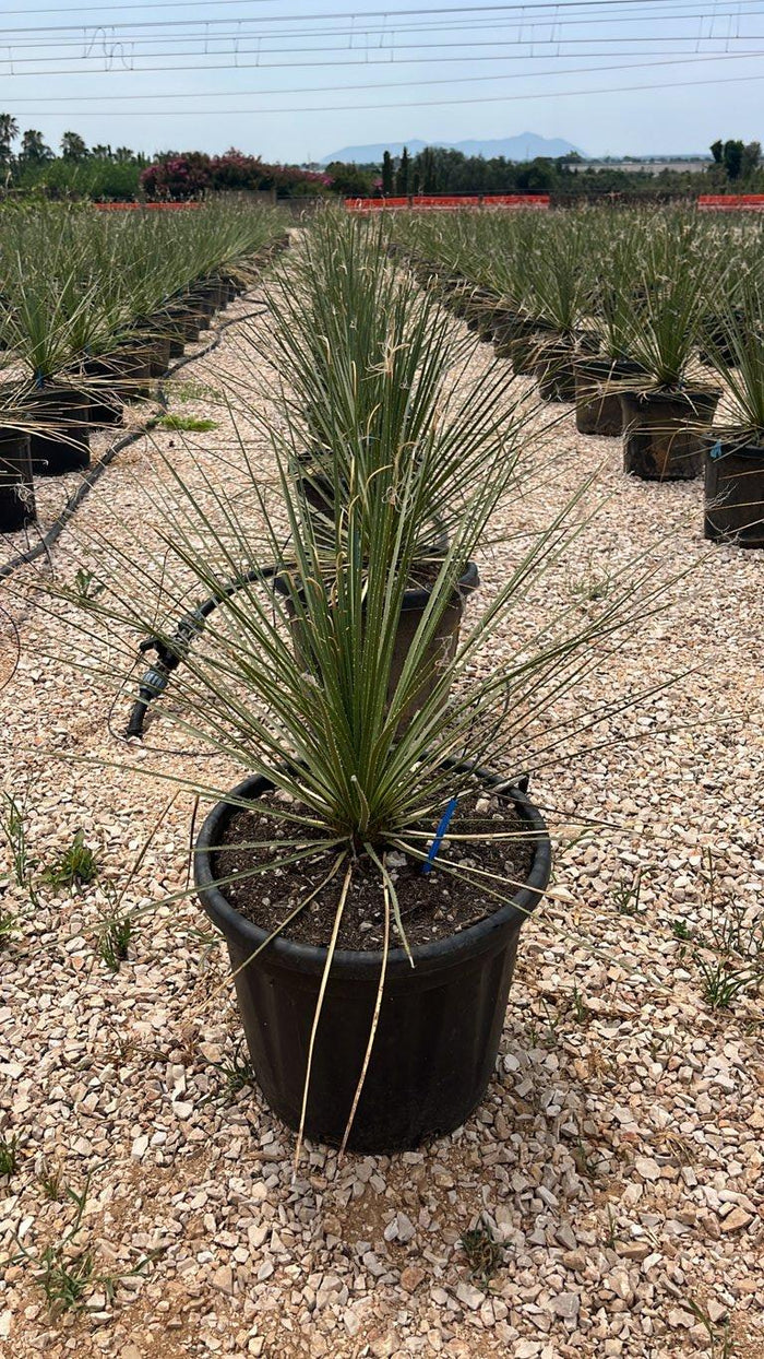 Dasylirion Serratifolium — vaso 30 litri