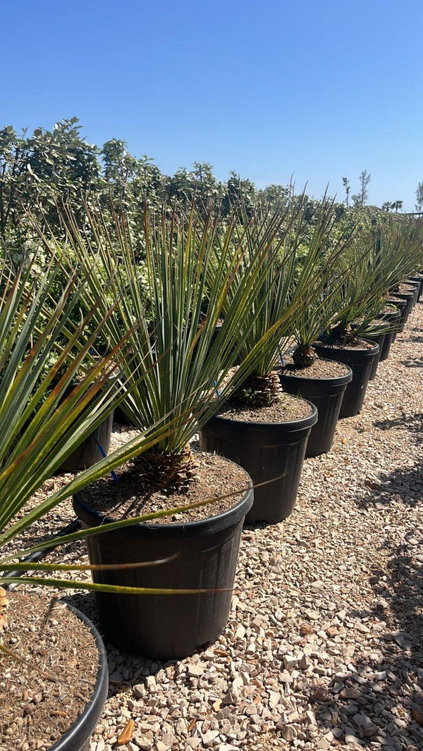 Dasylirion Serratifolium — vaso 25 litri
