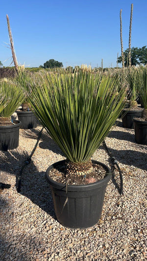 Dasylirion Serratifolium — vaso 70 litri
