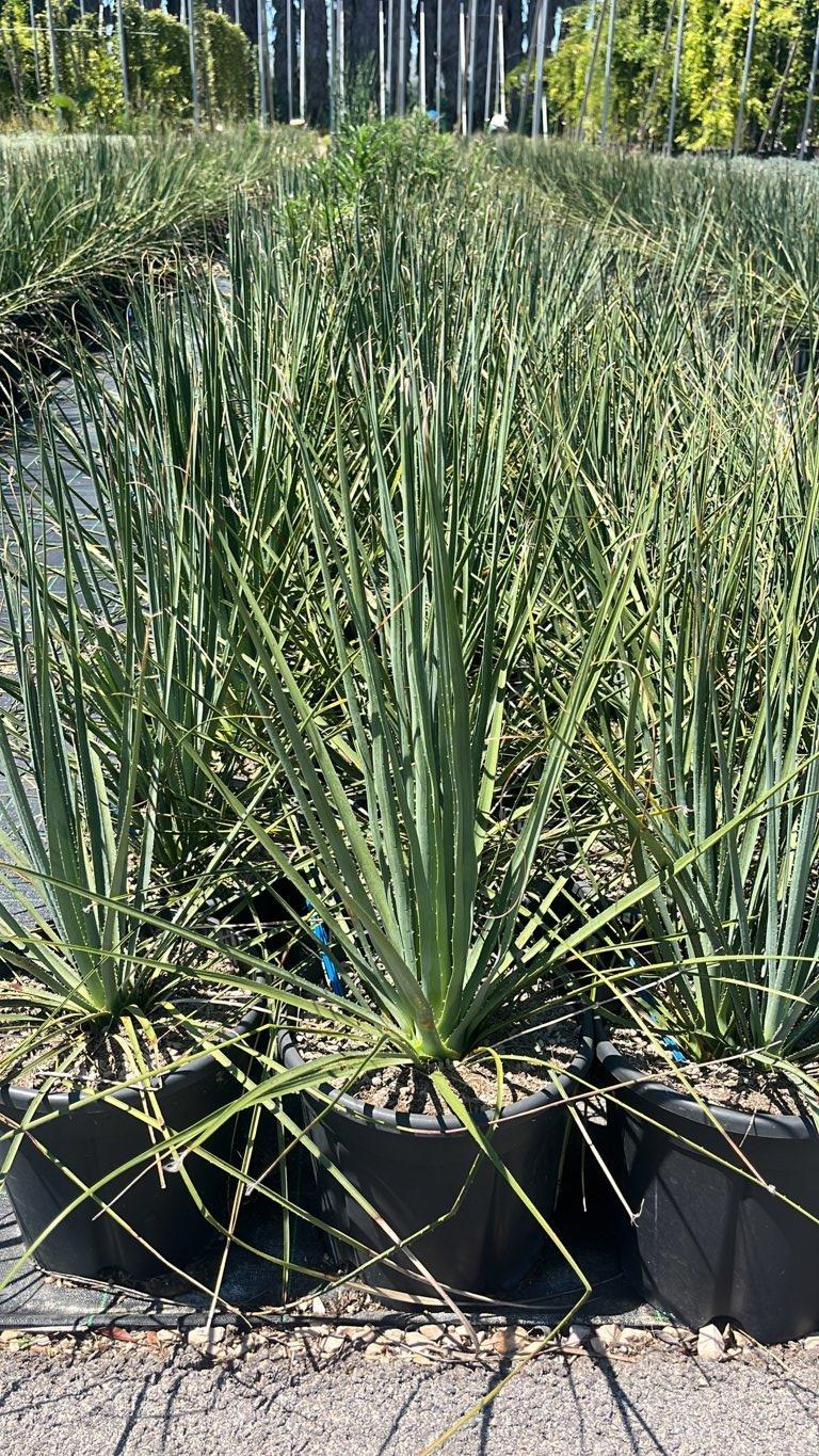 Dasylirion Serratifolium — vaso 9 litri