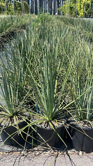 Dasylirion Serratifolium — vaso 9 litri