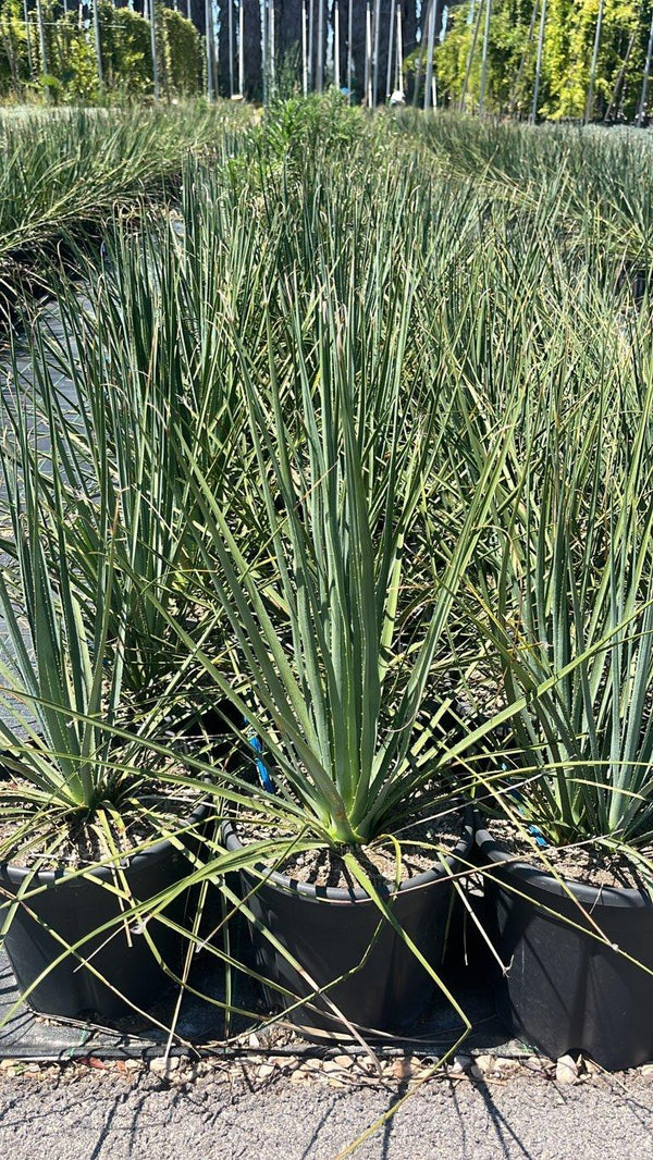 Dasylirion Serratifolium — vaso 9 litri