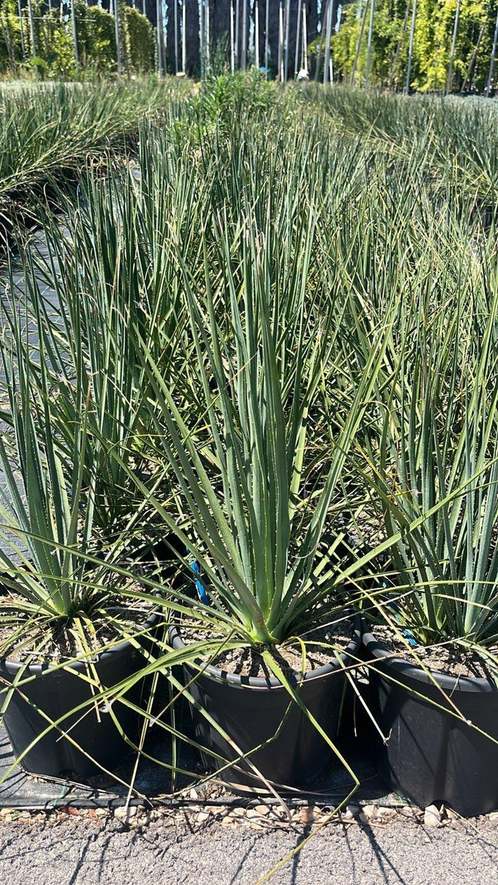 Dasylirion Serratifolium — vaso 9 litri