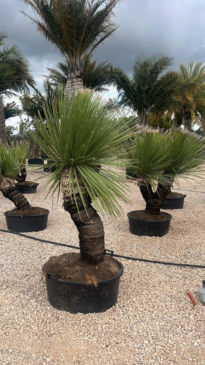 DASYLIRION SERRATOFOLIUM Dasylirion